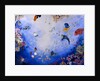 Underwater World IV by Odile Kidd