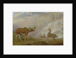 Earl of Orford's Elk, Antelope and Stag by George Garrard