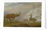Earl of Orford's Elk, Antelope and Stag by George Garrard