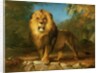 A Lion, 1840 by William Huggins