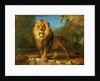 A Lion, 1840 by William Huggins
