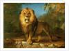 A Lion, 1840 by William Huggins