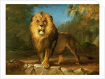 A Lion, 1840 by William Huggins