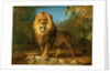 A Lion, 1840 by William Huggins