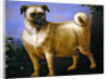 A Pug in a Landscape by John Wootton