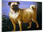 A Pug in a Landscape by John Wootton