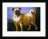 A Pug in a Landscape by John Wootton