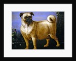 A Pug in a Landscape by John Wootton