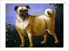 A Pug in a Landscape by John Wootton