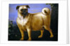 A Pug in a Landscape by John Wootton