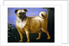 A Pug in a Landscape by John Wootton