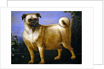 A Pug in a Landscape by John Wootton