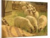 Sheep feeding from an upturned grain bag by William Gunning King