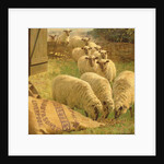 Sheep feeding from an upturned grain bag by William Gunning King