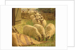 Sheep feeding from an upturned grain bag by William Gunning King
