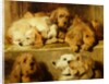 Hounds in a kennel by Edwin Landseer