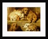 Hounds in a kennel by Edwin Landseer