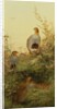 A covey of partridge in the bracken at sunset by Charles Whymper