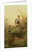 A covey of partridge in the bracken at sunset by Charles Whymper
