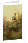 A covey of partridge in the bracken at sunset by Charles Whymper