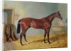 Mr S. Wrather's 'Nutwith' in a stable by John Frederick Herring Snr