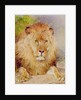 Lion by William Huggins