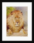 Lion by William Huggins