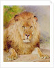Lion by William Huggins