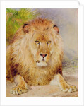 Lion by William Huggins