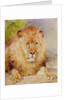 Lion by William Huggins