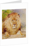 Lion by William Huggins