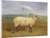 A Prize Ewe with monogram 'H', belonging to Mr J.A. Houblon, Hallingbury Place, Essex, 1812 by Abraham Cooper