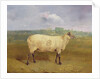 A Prize Ewe with monogram 'H', belonging to Mr J.A. Houblon, Hallingbury Place, Essex, 1812 by Abraham Cooper