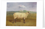 A Prize Ewe with monogram 'H', belonging to Mr J.A. Houblon, Hallingbury Place, Essex, 1812 by Abraham Cooper