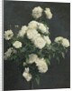 Still Life of White Peonies, 1870 by Ignace Henri Jean Fantin-Latour