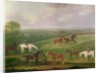 Horses at Exercise by J. Francis Sartorius