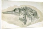 Young Ichthyosaurus from Lyme Regis by English School