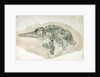 Young Ichthyosaurus from Lyme Regis by English School