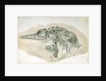 Young Ichthyosaurus from Lyme Regis by English School