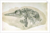 Young Ichthyosaurus from Lyme Regis by English School