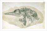 Young Ichthyosaurus from Lyme Regis by English School