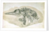 Young Ichthyosaurus from Lyme Regis by English School