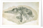 Young Ichthyosaurus from Lyme Regis by English School