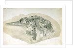 Young Ichthyosaurus from Lyme Regis by English School