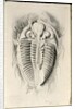 Trilobite from Golden Grove, 6th November 1841 by John Phillips