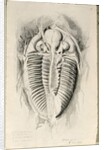 Trilobite from Golden Grove, 6th November 1841 by John Phillips