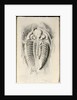 Trilobite from Golden Grove, 6th November 1841 by John Phillips