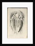 Trilobite from Golden Grove, 6th November 1841 by John Phillips