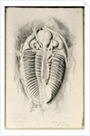 Trilobite from Golden Grove, 6th November 1841 by John Phillips
