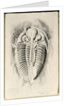 Trilobite from Golden Grove, 6th November 1841 by John Phillips